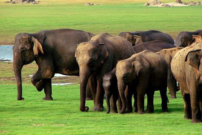 04 Hours Safari Jeep Tours - FAQs About the 4-Hour Udawalawa Safari Jeep Tour