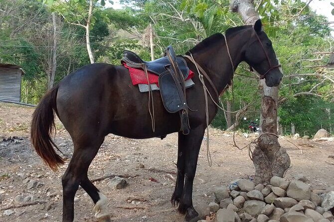 1 1/2 hours Tour Horseback Riding and Visiting the Beach - The Sum Up