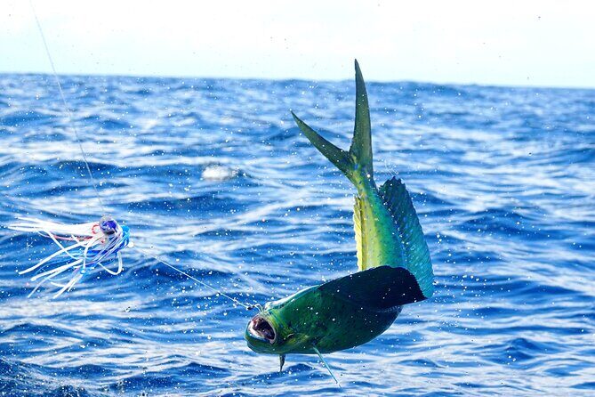 1/2 Day 5 Hour Offshore Fishing Charter - Final Verdict