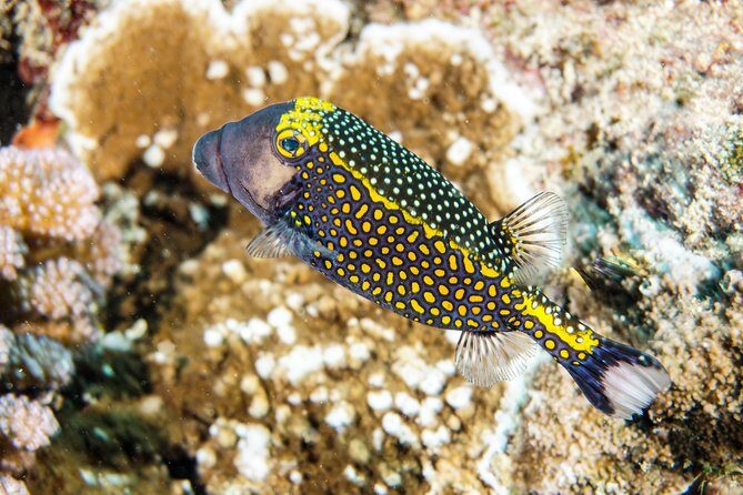 1/2 day Tahaa coral garden - departure Raiatea / ideal for cruise passengers - An Authentic Reef Adventure off Raiatea: The 1/2 Day Tahaa Coral Garden Tour
