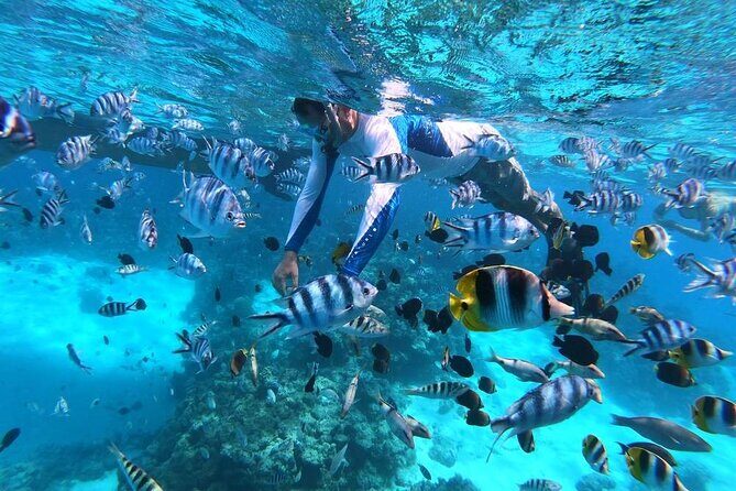 1/2 day Tahaa coral garden - departure Raiatea / ideal for cruise passengers - Key Points