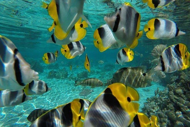 1/2 day Tahaa coral garden - departure Raiatea / ideal for cruise passengers - Final Thoughts