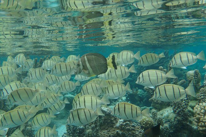 1/2 day Tahaa coral garden - departure Raiatea / ideal for cruise passengers - FAQs