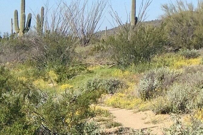 1-2 Hour Sonoran Desert Private Guided Hiking Tour - Experience the Sonoran Desert with a Private Guided Hike