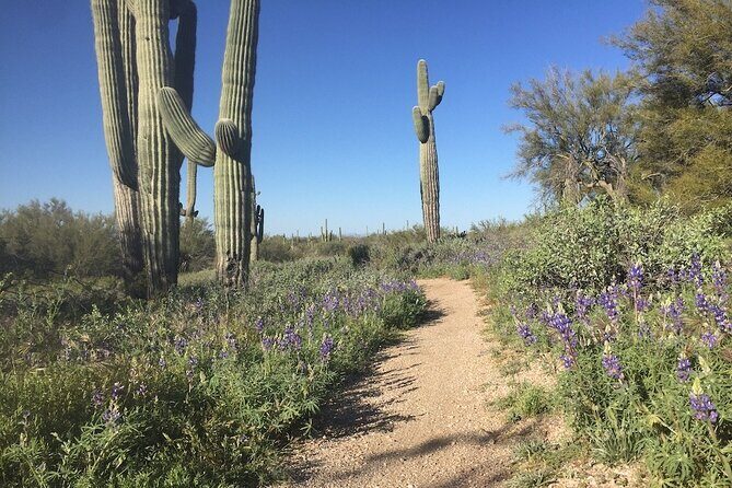 1-2 Hour Sonoran Desert Private Guided Hiking Tour - Key Points