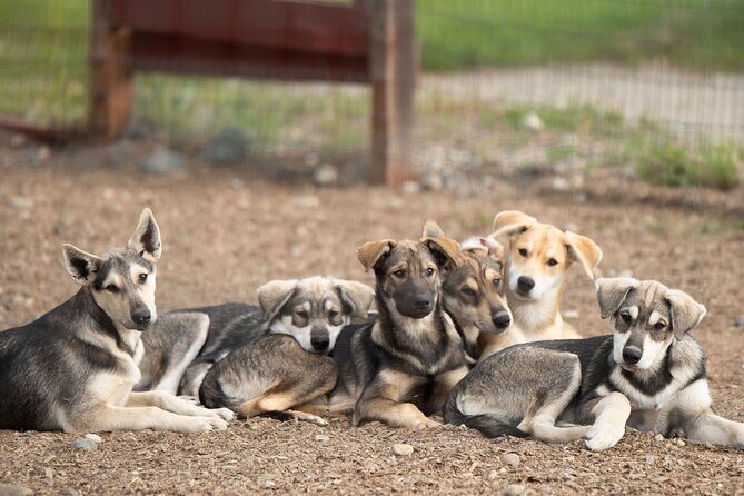 1.5-Hour Beer and Puppies Guided Experience in Fairbanks - Who Should Consider This Tour?
