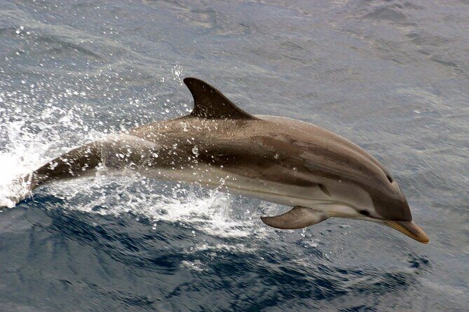 1.5-Hour Charleston Harbor Cruise with Live Narration - In-Depth Review of the Charleston Harbor Cruise