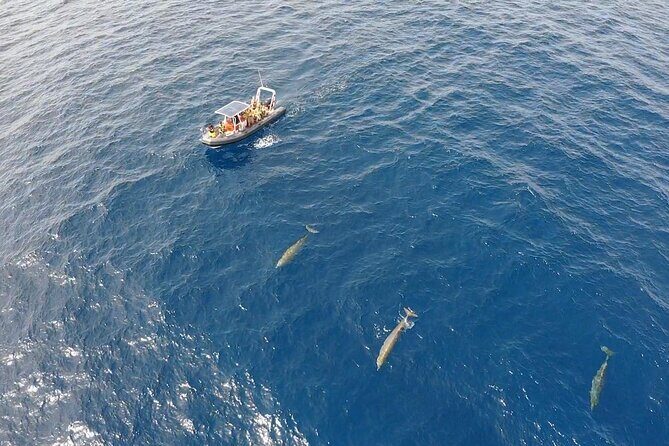1.5-Hour Dolphin and Whale Watching Tour - FAQ