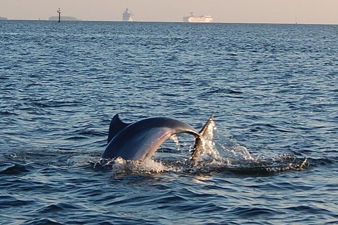 1.5-hour Dolphin Sightseeing Cruise from Tampa - A Closer Look at the 1.5-hour Dolphin Sightseeing Cruise from Tampa