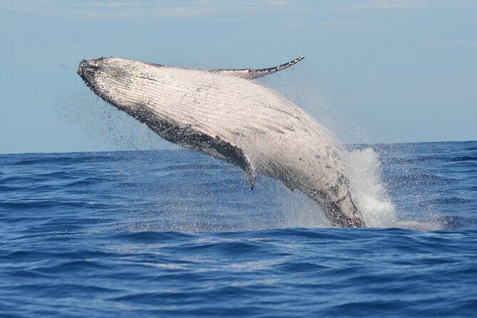1.5 -Hour Guided Whale and Marine Life Tour - A Closer Look at the 1.5-Hour Marine Life Tour