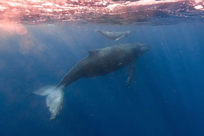1.5 -Hour Guided Whale and Marine Life Tour - Frequently Asked Questions