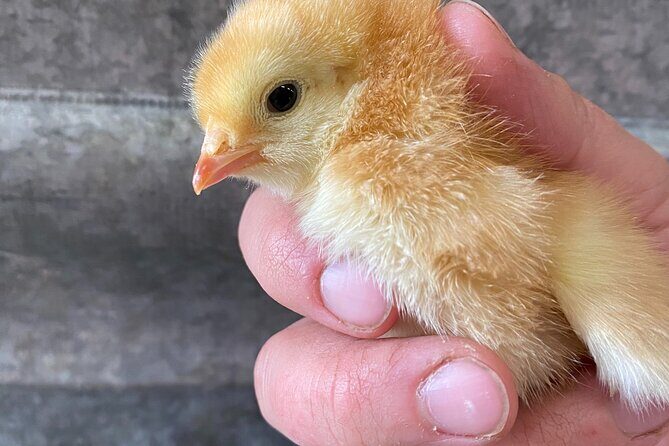 1.5 Hour Immersive Farm Experience in Adirondacks - Learning About Sustainable Farming