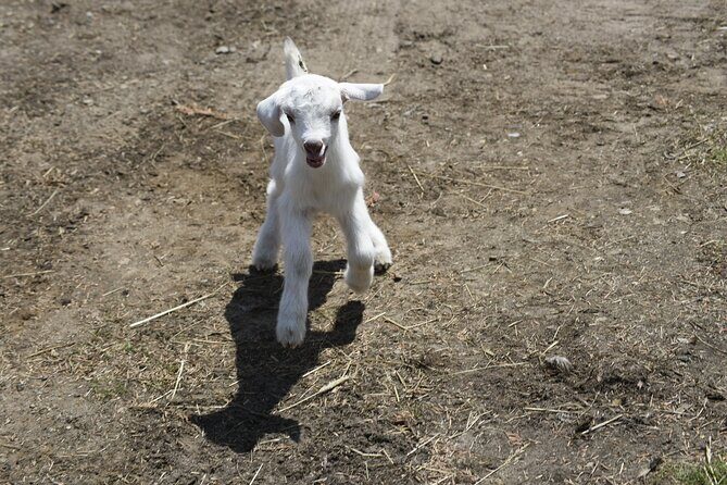 1.5 Hour Immersive Farm Experience in Adirondacks - End of Tour and Reflection