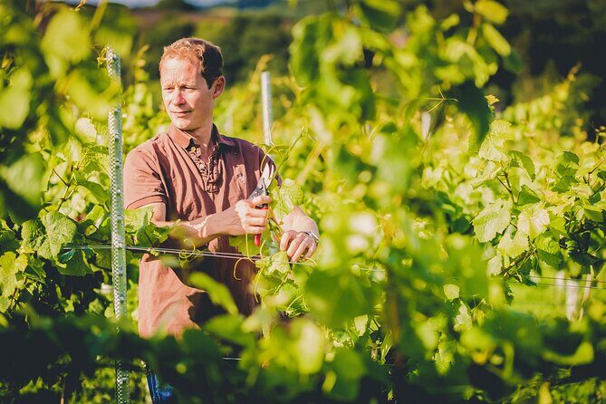 1.5-Hour Swanaford Vineyard Tour And Tasting Experience - Why It Works: The Strengths of Swanaford Vineyard Tour