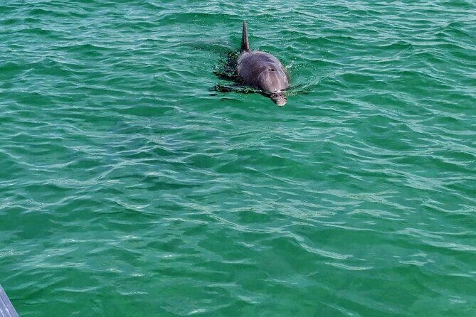 1.5 Hour Tiki Boat Harbor and Dolphin Cruise Destin FL - The Value of a Short Cruise in Destin