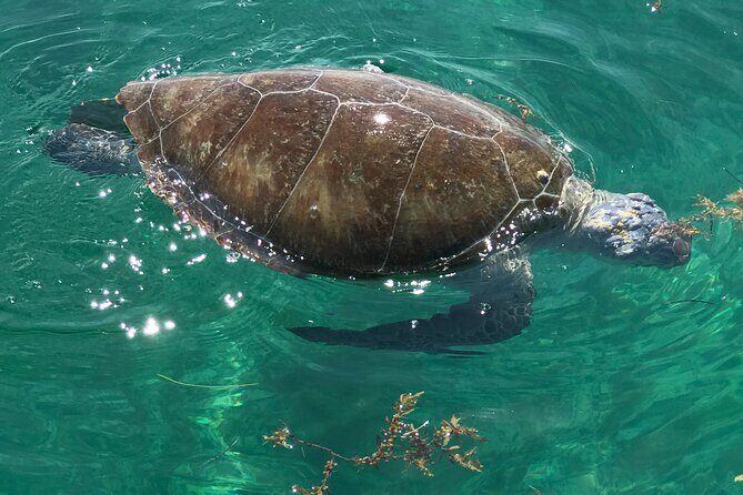 1.5 Hour Tiki Boat Harbor and Dolphin Cruise Destin FL - Frequently Asked Questions