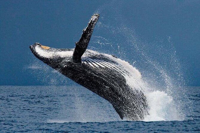 1.5 Hour Waikiki Whale Watching with E Sea Diver (Shuttle Option) - Why This Tour Represents Good Value