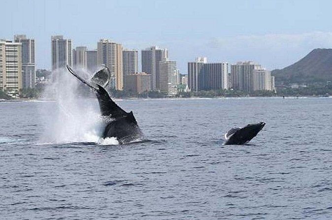 1.5 Hour Waikiki Whale Watching with E Sea Diver (Shuttle Option) - Practical Tips for Your Whale Watching Trip