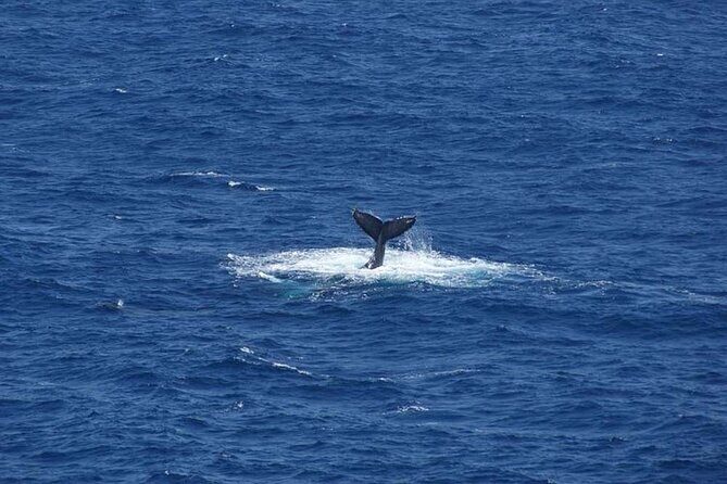 1.5 Hour Waikiki Whale Watching with E Sea Diver (Shuttle Option) - The Sum Up