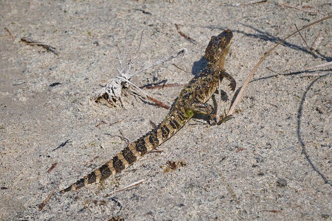 1.5 Hr Guided Private Everglades Airboat Tour, Fort Lauderdale - Final Thoughts