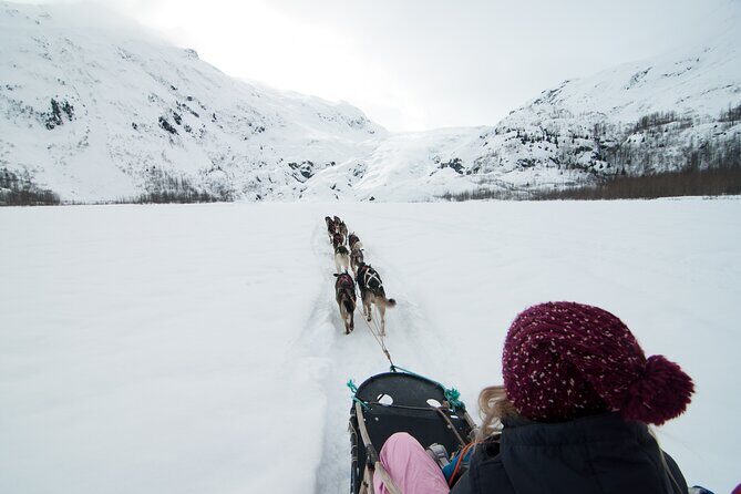 1.5 Hr - Winter Dog Sledding in Knik, Alaska - Driving or Riding – Your Choice
