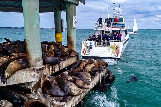 1.5hour Scenic and Wildlife luxury cruise - A Closer Look at the 1.5-Hour Scenic and Wildlife Luxury Cruise in Mornington Peninsula