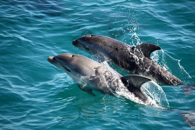 1.5hour Scenic and Wildlife luxury cruise - Key Points