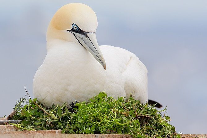 1.5hour Scenic and Wildlife luxury cruise - The Sum Up: Is This Tour Worth It?