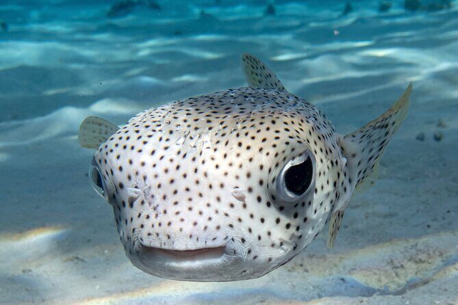 1 Afternoon Dive for Certified Divers in Bora Bora - The Sum Up