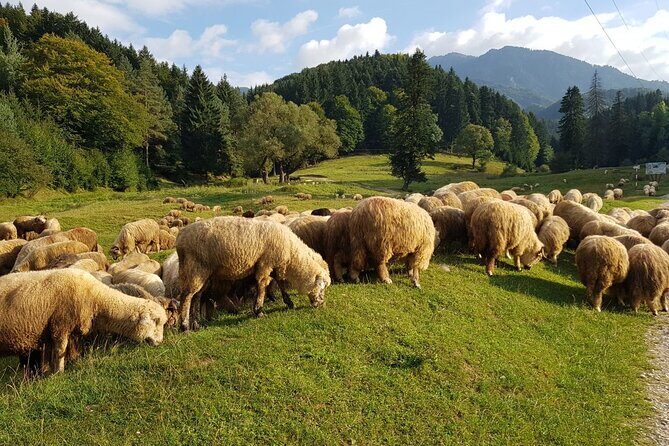 1-Day Bucovina Painted Monasteries tour from Suceava - English - Who Will Love This Tour?