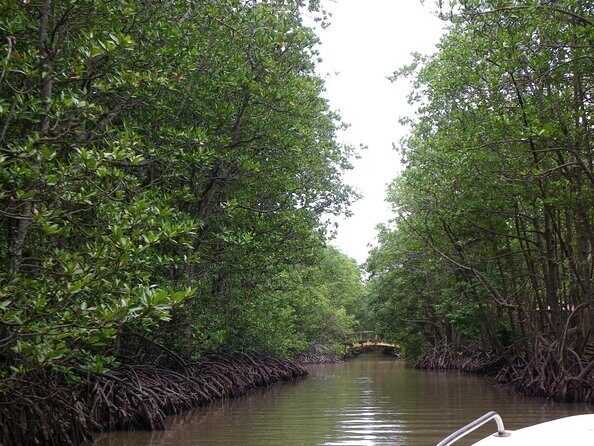 1-Day Can Gio Island- Mangrove Biosphere Reserve-Group of 10 Max - Key Points