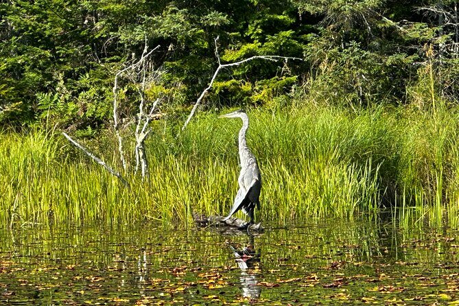 1 Day Canoeing Tour in Algonquin Park - A Deep Dive into the Experience