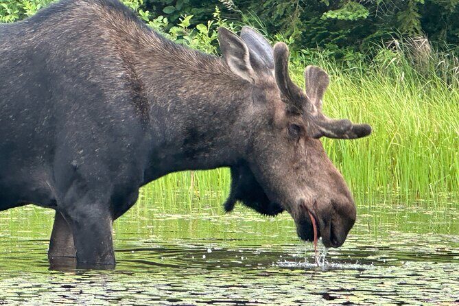 1 Day Canoeing Tour in Algonquin Park - Who Should Consider This Tour?