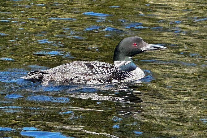 1 Day Canoeing Tour in Algonquin Park - FAQs
