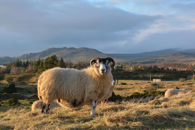 1-Day Castles, West Highlands and Loch Lomond Tour from Edinburgh - Practicalities and Value