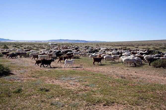 1 Day Coach Tour of Genghis Khan Statue Complex and Terelj National Park Including Lunch - Value for Money