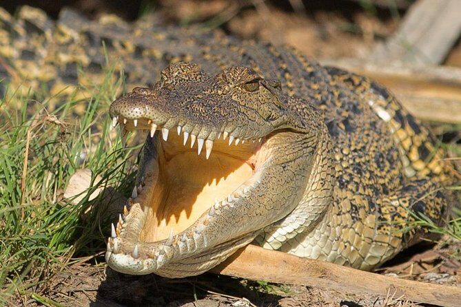 1 Day Corroboree Billabong Wetland Experience including 2.5 hour cruise + lunch - In-Depth Review: What to Expect from This Wetland Adventure