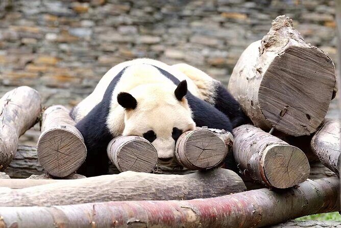 1-Day Dujiangyan Panda Base Volunteer Program Tour from Chengdu - Key Points