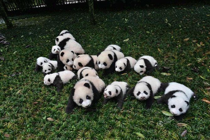 1-Day Dujiangyan Panda Base Volunteer Program Tour from Chengdu - Possible Drawbacks and Considerations
