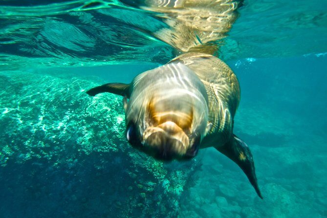 1 Day Espiritu Santo Island Wonders, Sea Lions and Paddleboard Adventure - Key Points