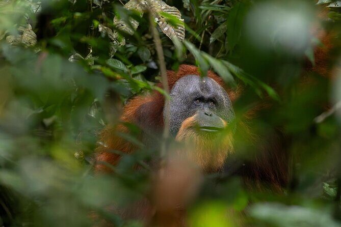 1 Day Ethical Jungle Trek in Bukit Lawang at Sumatra - The Experience of the 1-Day Ethical Jungle Trek in Bukit Lawang