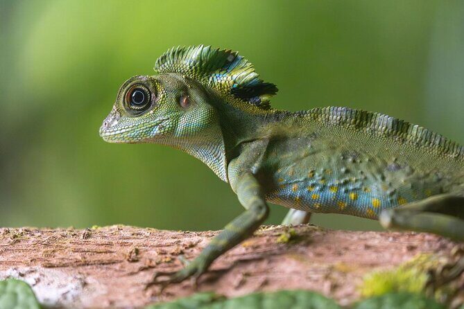 1 Day Ethical Jungle Trek in Bukit Lawang at Sumatra - Highlights: Why Travelers Love This Tour