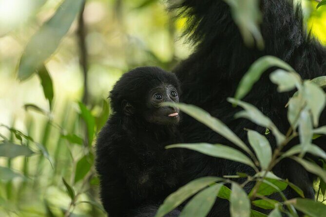 1 Day Ethical Jungle Trek in Bukit Lawang at Sumatra - Final Thoughts