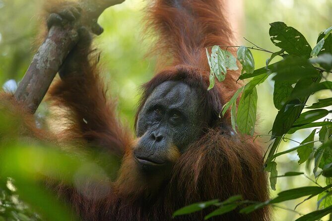 1 Day Ethical Jungle Trek in Bukit Lawang at Sumatra - FAQ
