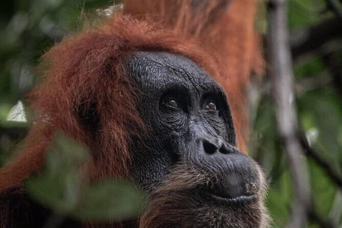 1 Day Ethical Jungle Trekking - Discover the 1 Day Ethical Jungle Trekking in Bukit Lawang