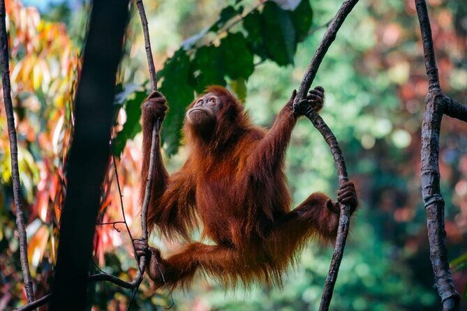 1 Day Ethical Jungle Trekking - An Honest Look at the 1 Day Ethical Jungle Trekking