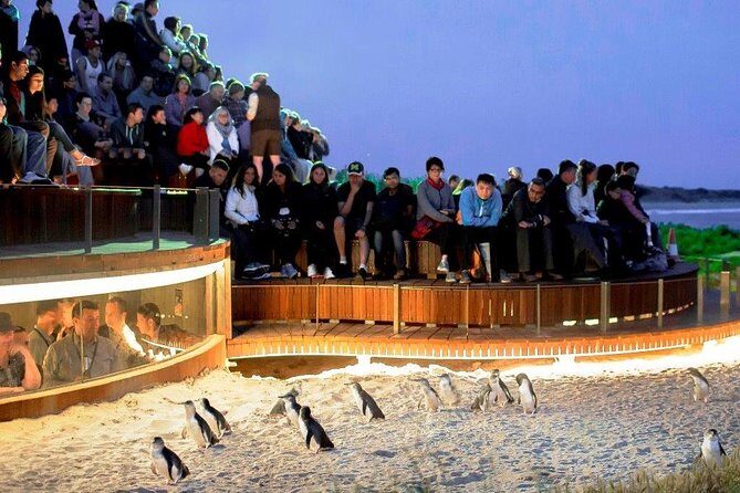 1 Day Exclusively Private Tour Of Phillip Island & The Penguin Parade - A Private Day on Phillip Island: Penguins, Wildlife, and Nature