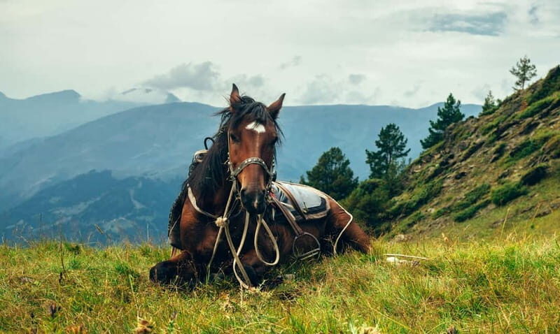 1 Day Horse Riding Adventure in Borjomi Mountains - Exploring the 1-Day Horse Riding Adventure in Borjomi Mountains