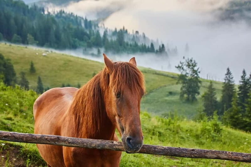 1 Day Horse Riding Adventure in Borjomi Mountains - Why This Tour Offers Great Value