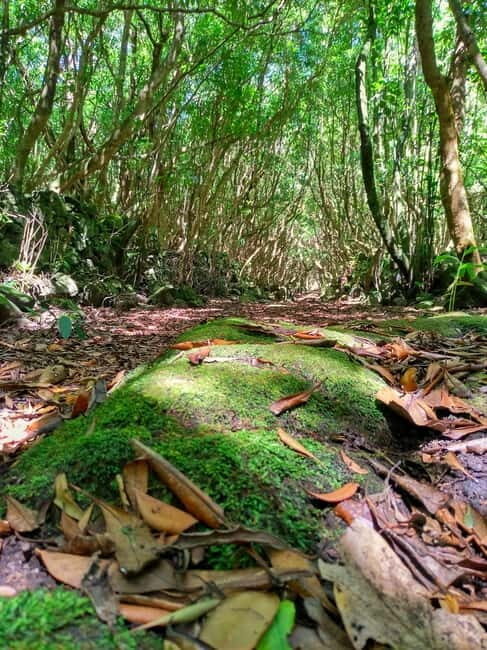 1-day jeep tour on the island of Pico - Azores - Why This Tour Stands Out